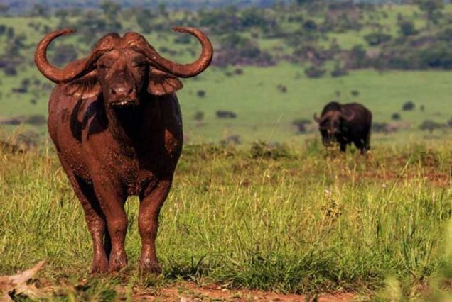 Private Guided Tours In Africa