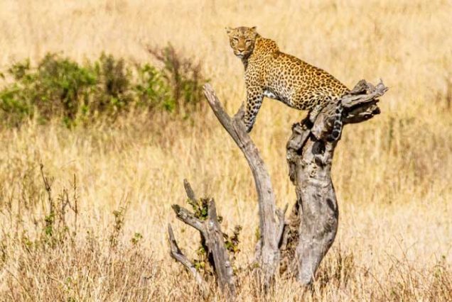 Private Guided Tours In Africa