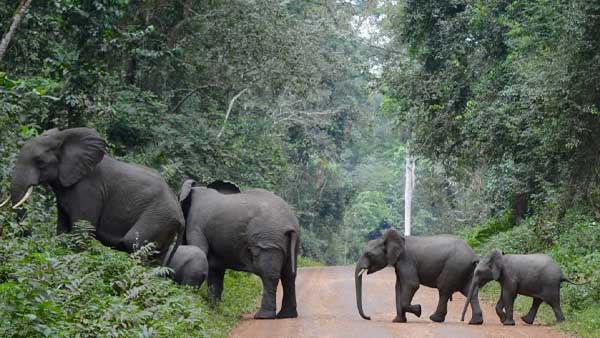Kibale National Park Private Guided Tours In Africa