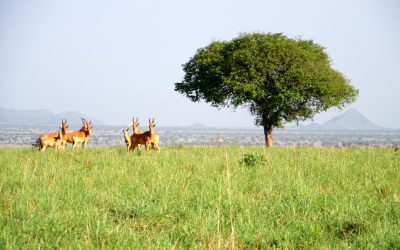 7-Day Southern Tanzania Safari: Ruaha & Mikumi