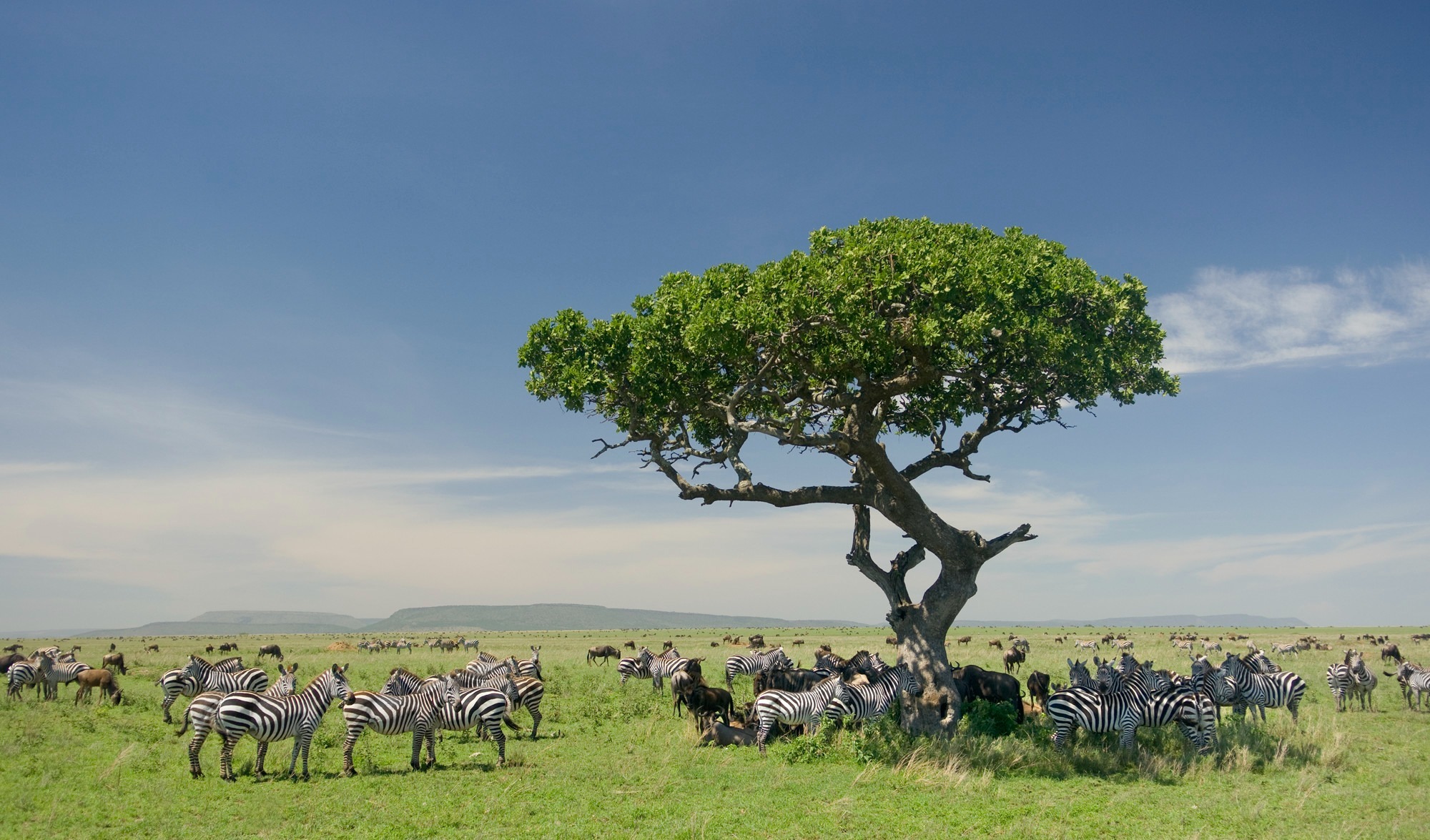 image_zebras_in_serengeti