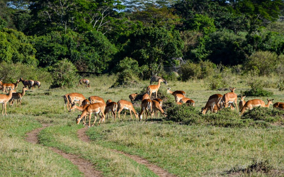 5-Day Rift Valley Lakes & Maasai Mara Safari