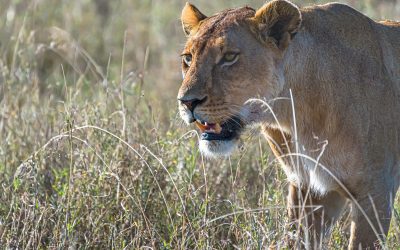 4 Days Serengeti & Ngorongoro Big Cat Safari