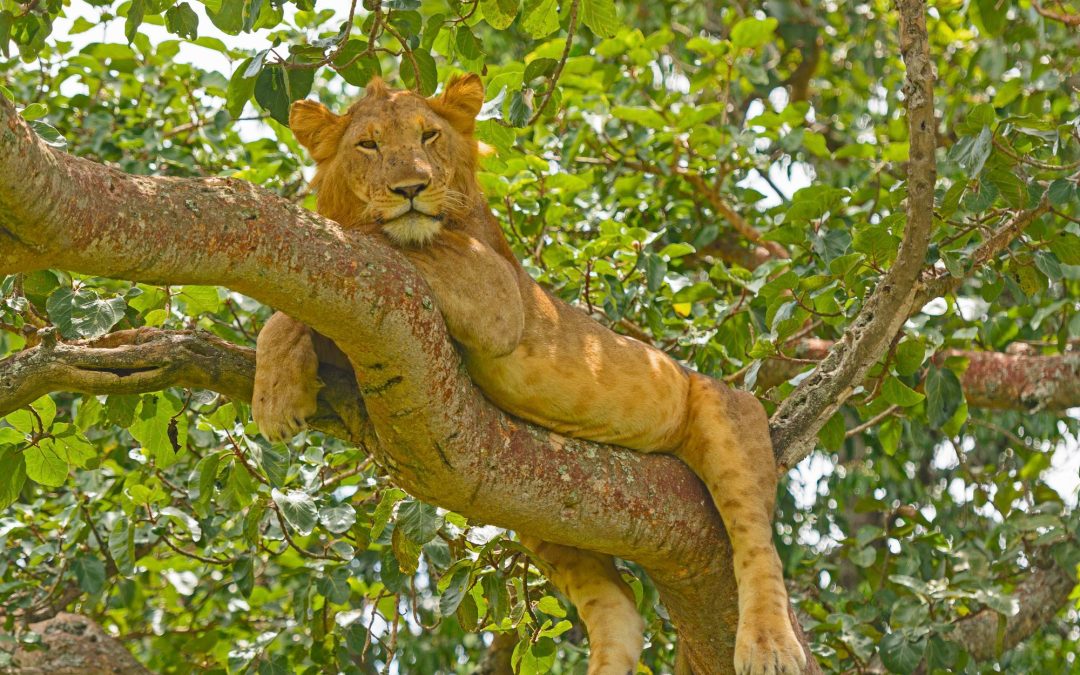 12-Day Rwanda & Uganda Primates and Wildlife Safari