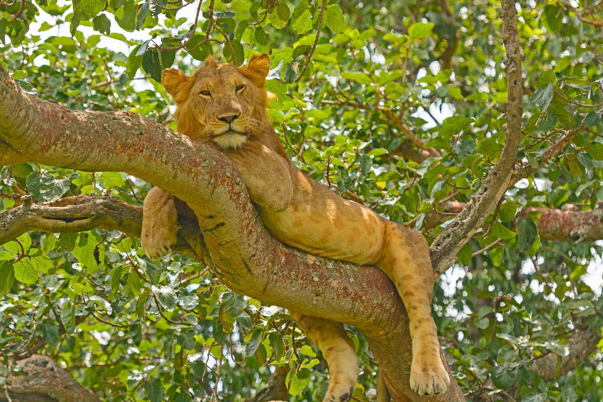 image_lion_in_ishasha