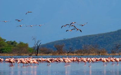 Grand Tanzania Northern Circuit Safari