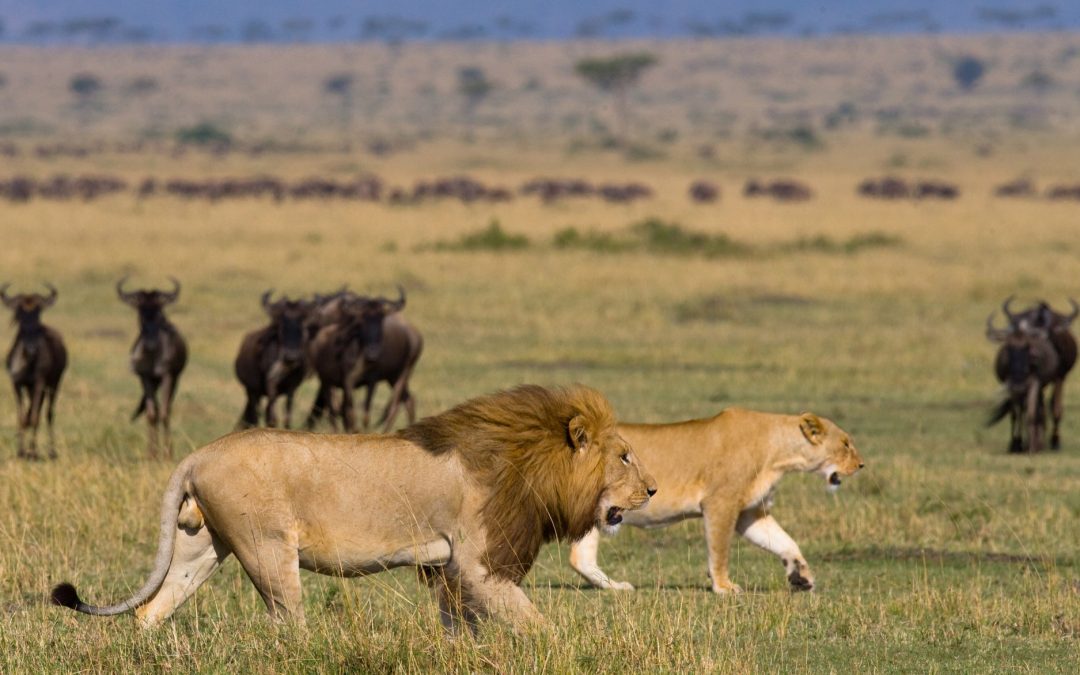 9 Day Grand Kenya Northern Wilderness to Mara Circuit