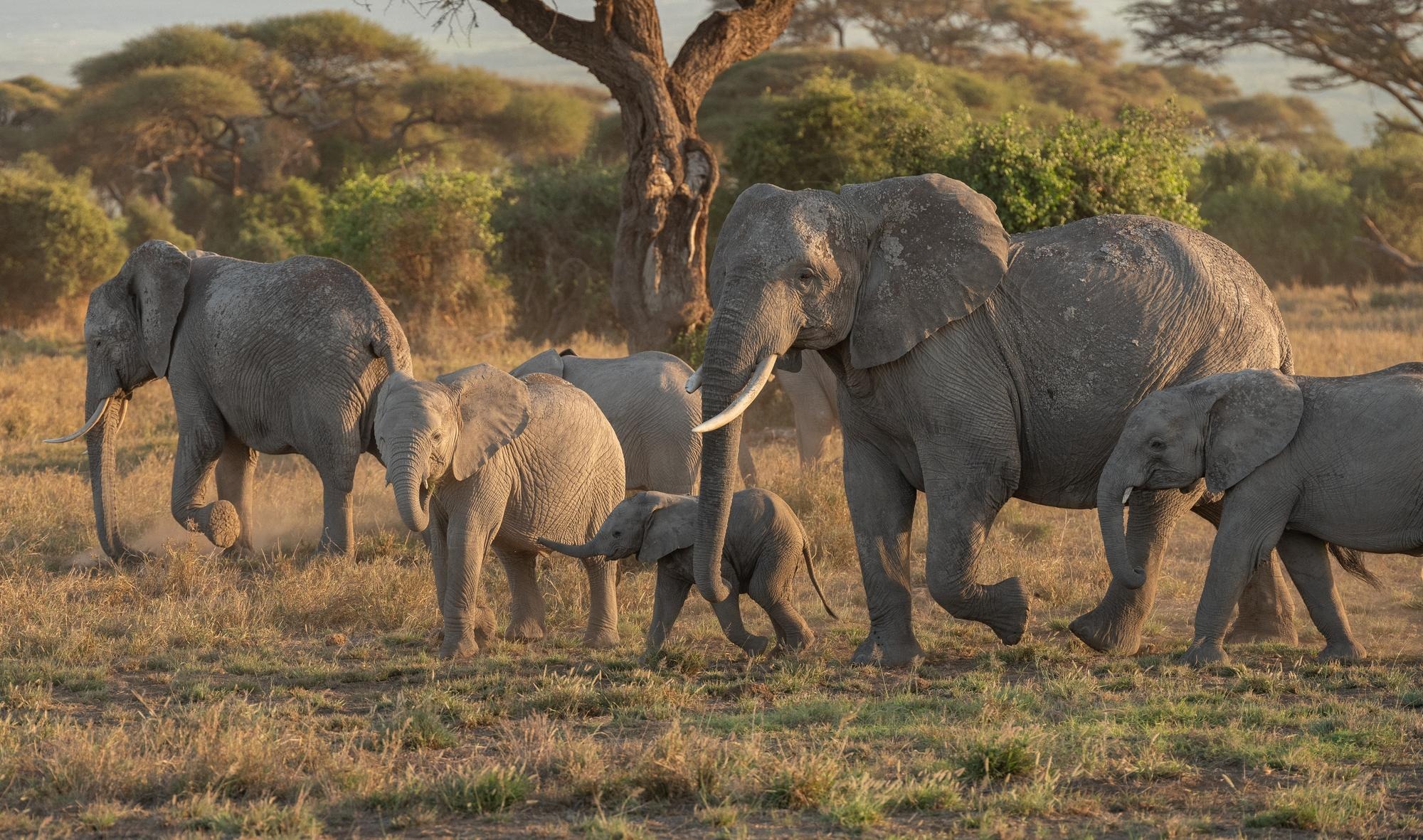 image_elephants_of_tarangire_tanzania