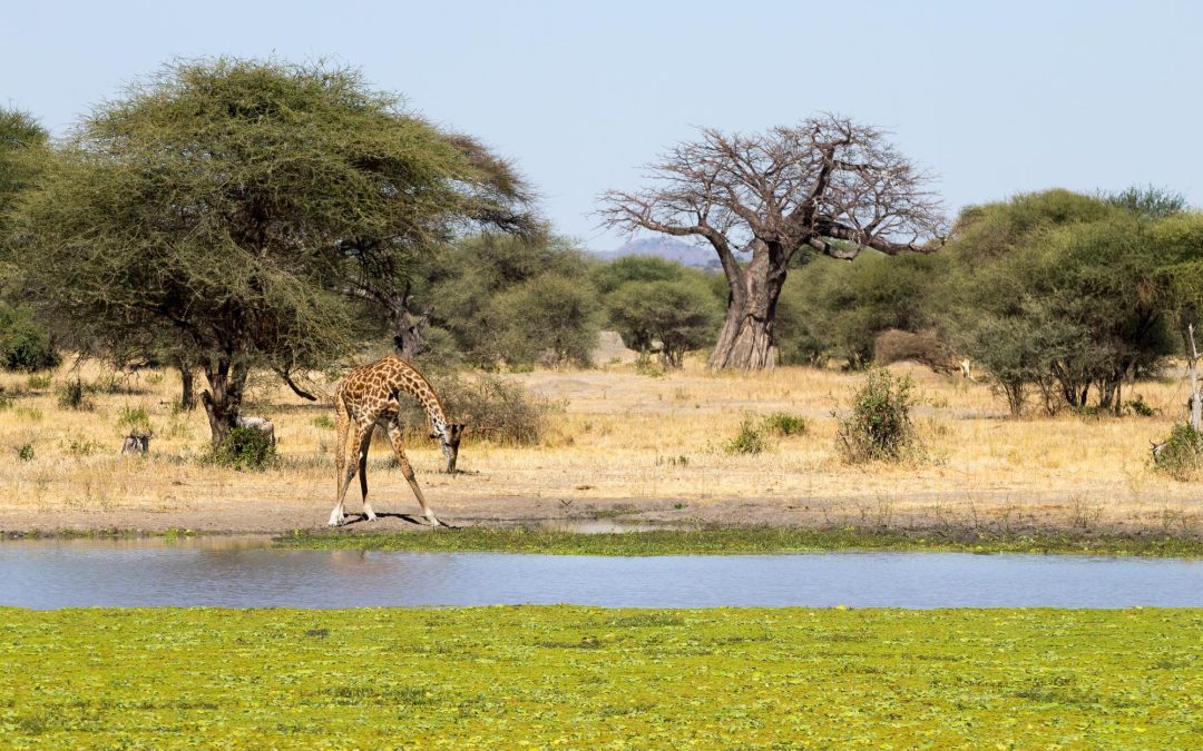 5-Day Tanzania Northern Circuit Safari
