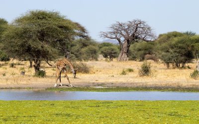 5-Day Tanzania Northern Circuit Safari