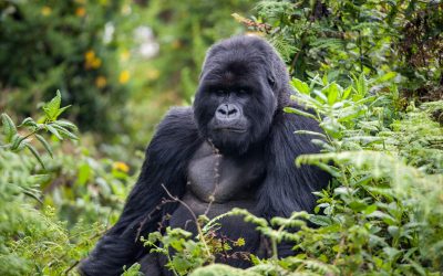 5 Days Gorillas & Lake Kivu Getaway