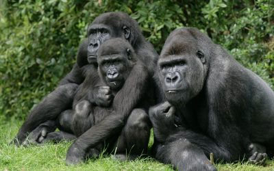 10-Day Uganda Primates & Wildlife Safari