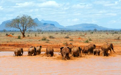 4-Day Tsavo Red Elephants & Mzima Springs Safari