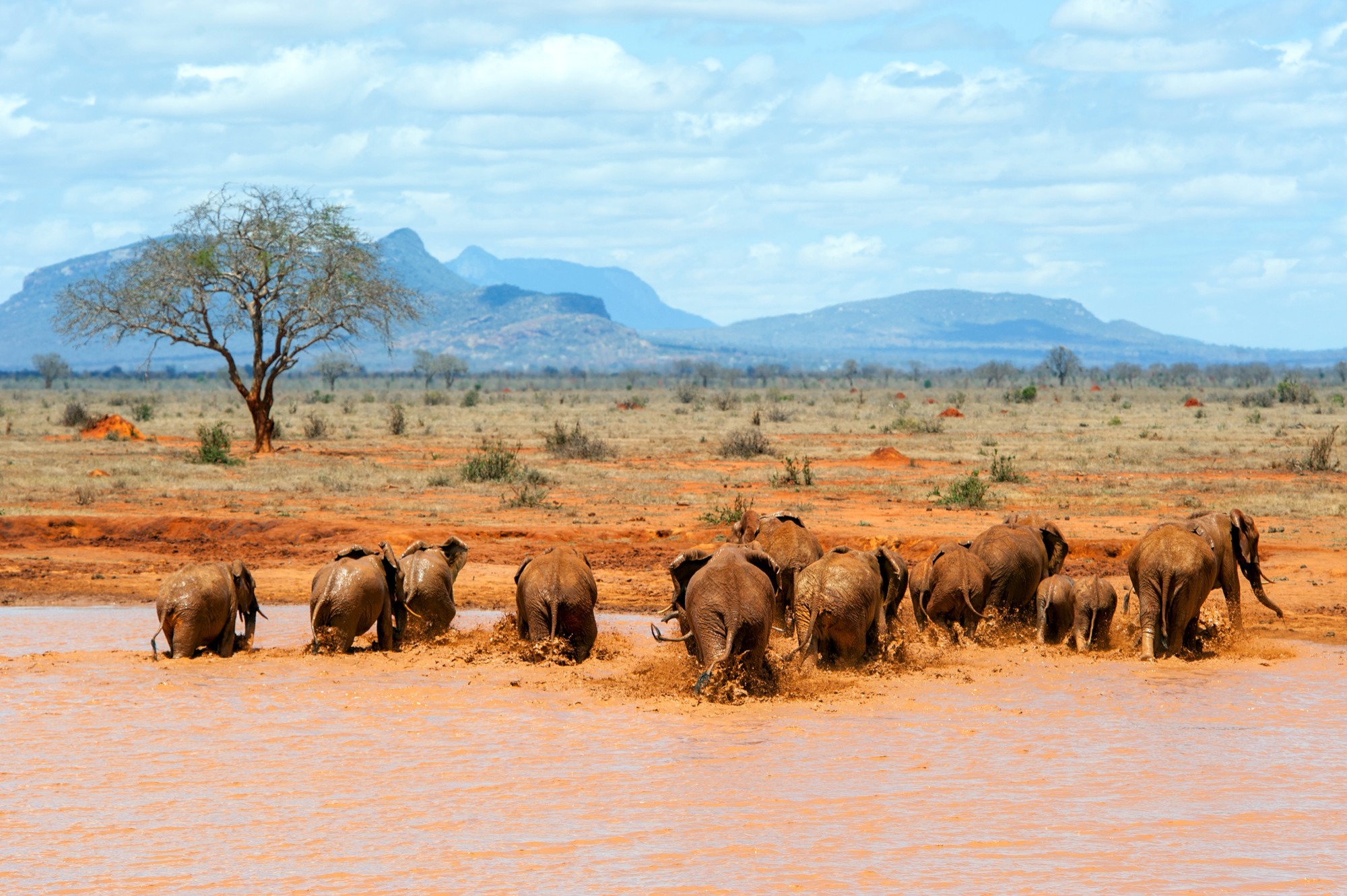 image_tsavo_national_park