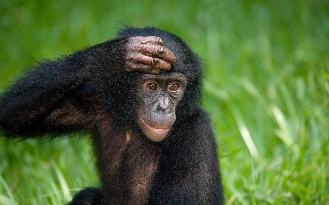 6-Day Rwanda Chimpanzee & Lake Kivu Safari