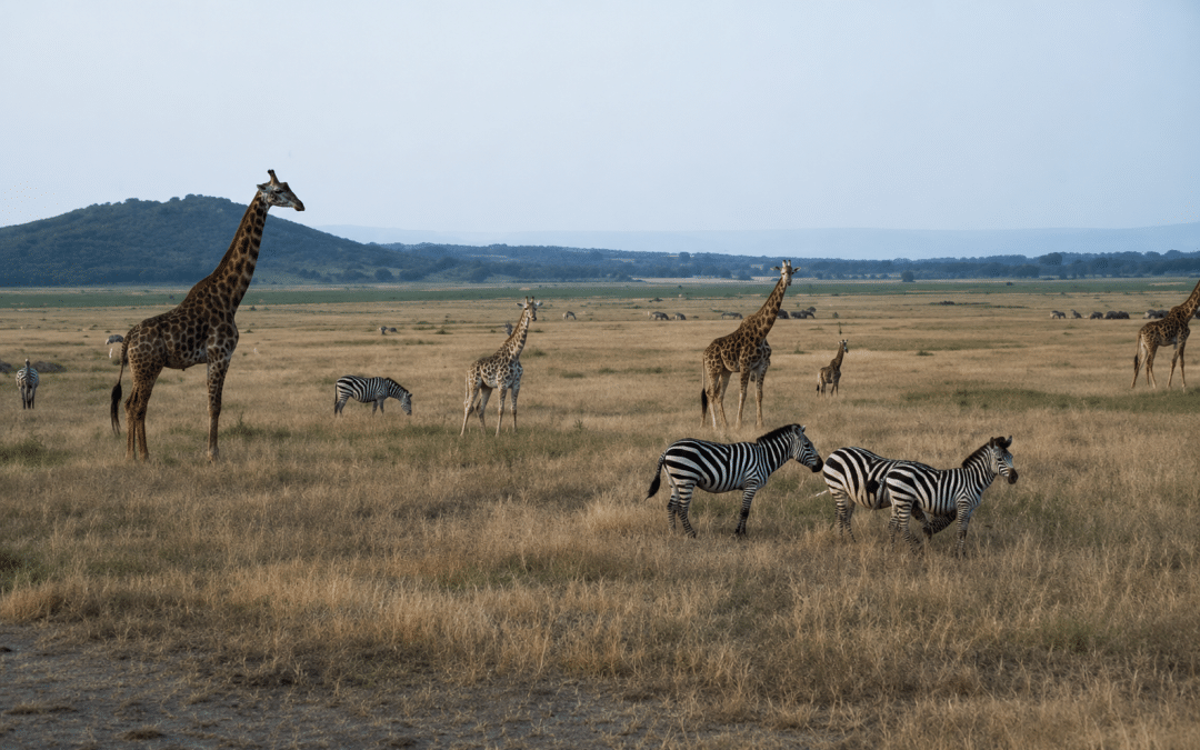 Kigali and Akagera Big Five Experience