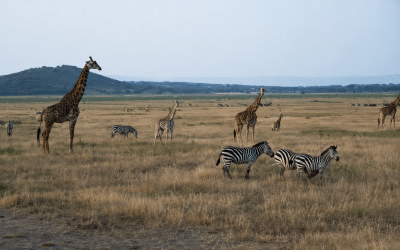 Kigali and Akagera Big Five Experience