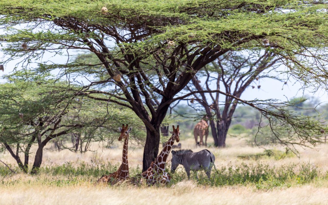 6-Day Samburu & Ol Pejeta Wildlife Safari