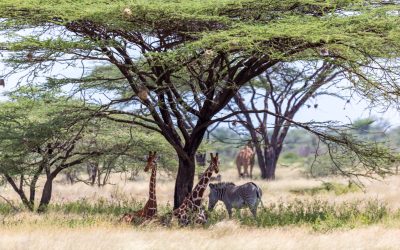 6-Day Samburu & Ol Pejeta Wildlife Safari