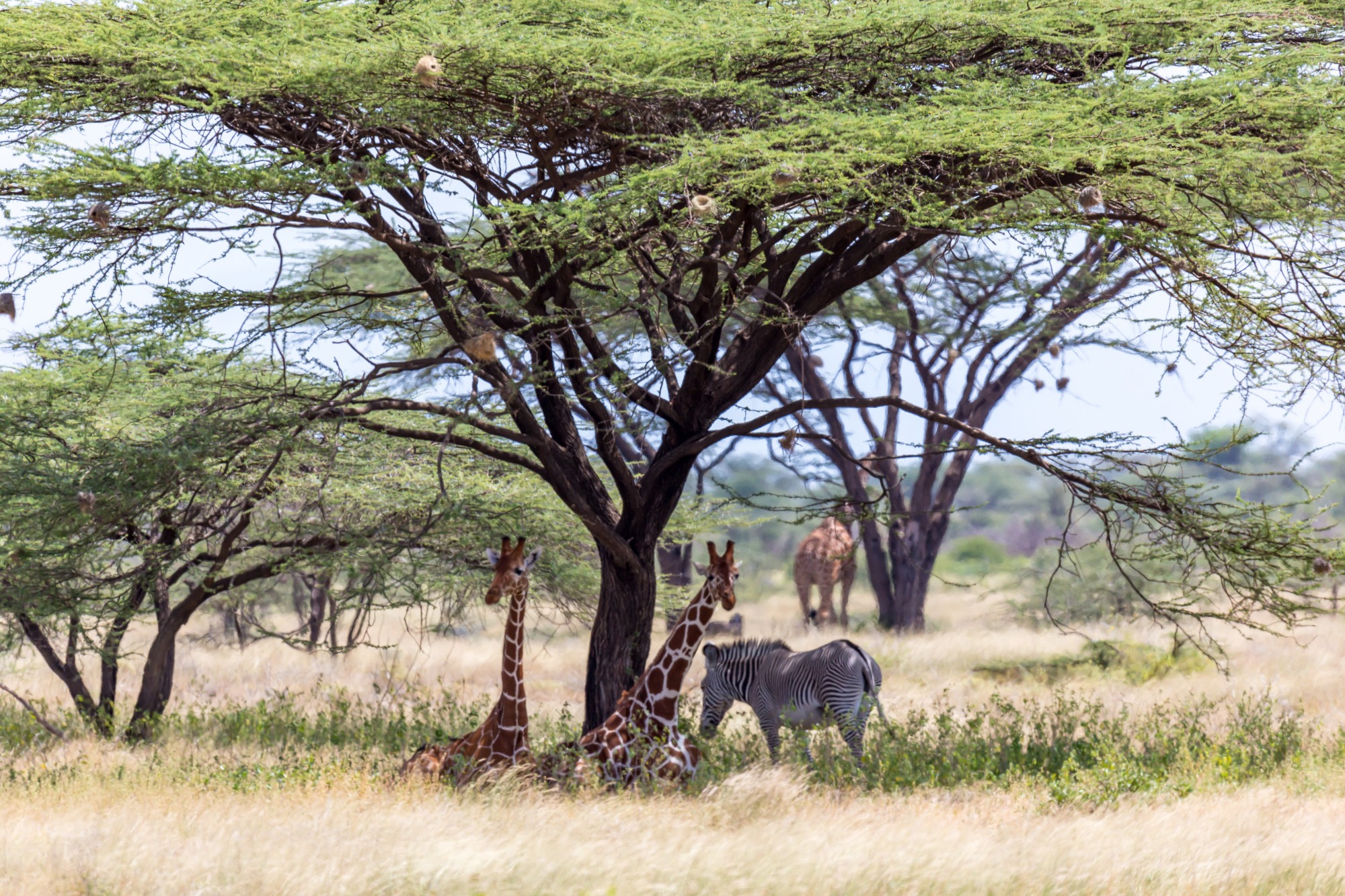 image_animals_in_samburu_kenya