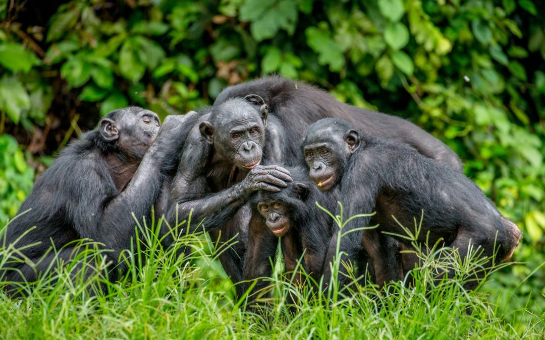 Kinshasa Culture and Bonobo 3-Day Discovery