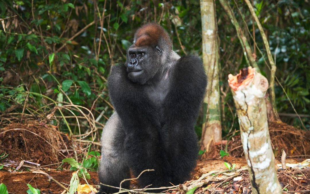 5-Day Kahuzi-Biega Gorilla & Lake Kivu Safari