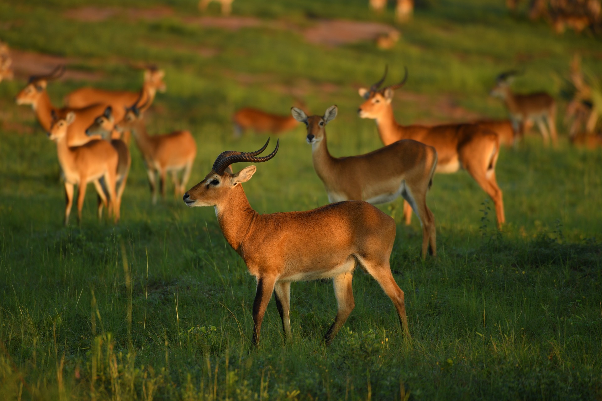 image_kobs_in_uganda