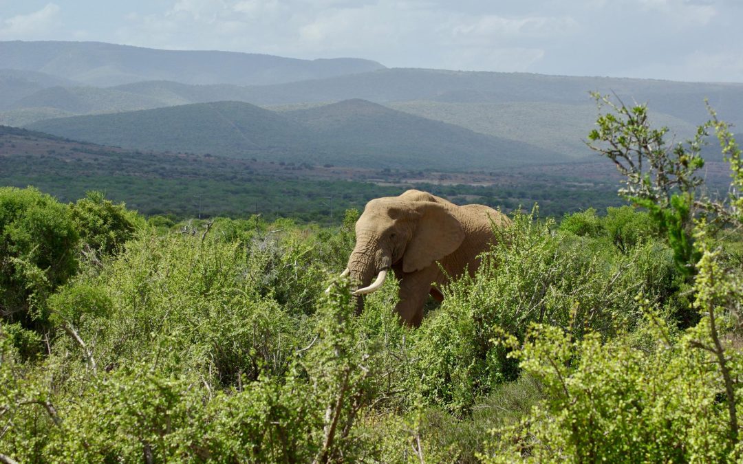 9-Day Rwanda National Parks & Heritage Safari