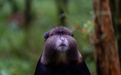 4 Days With Gorillas & Golden Monkeys of Volcanoes