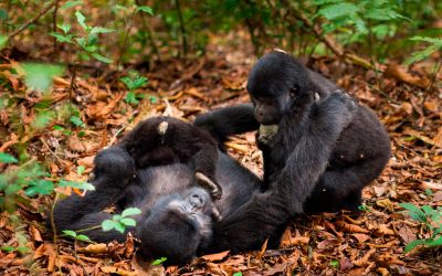 7-Day Rwanda Wildlife, Gorillas & Culture Safari