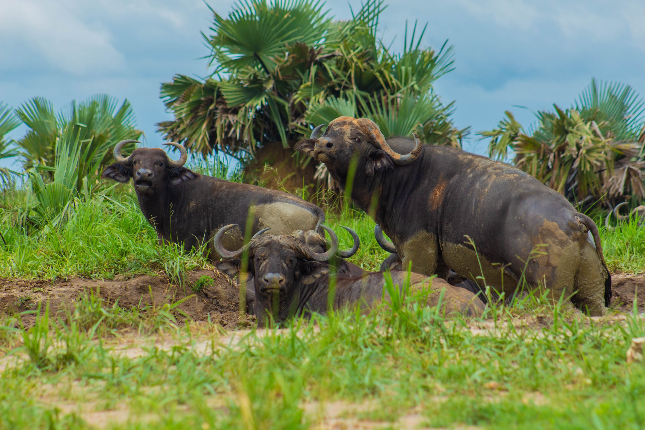 image_10_day_gorilla_safari_uganda