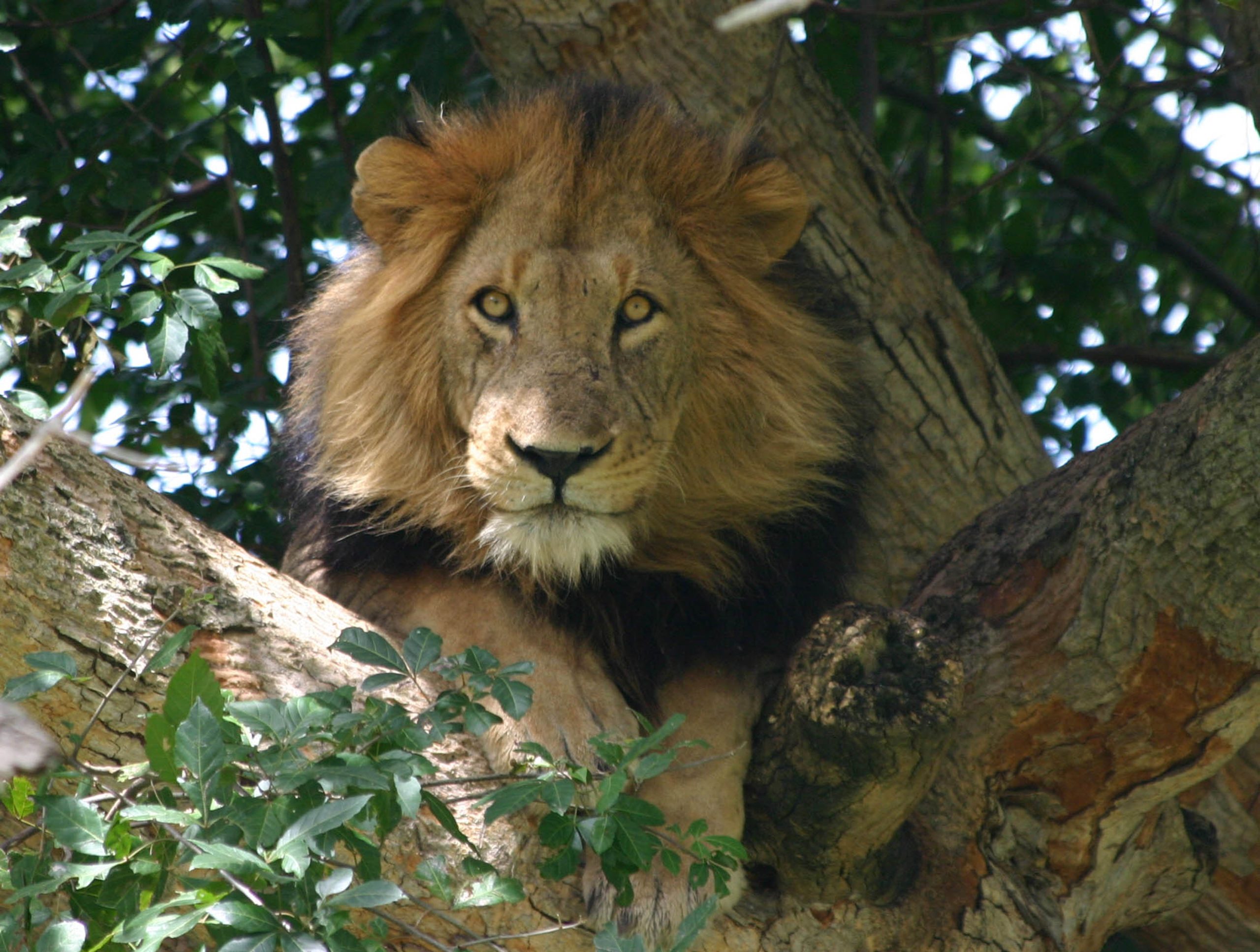 image_10_day_gorilla_safari_uganda