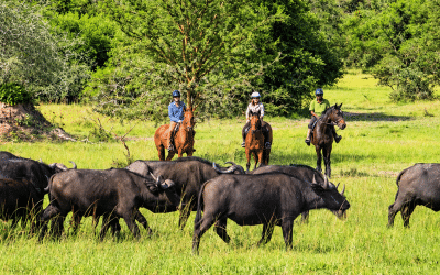 11 Day Western Uganda Lakes, Peaks and Cultures Adventure