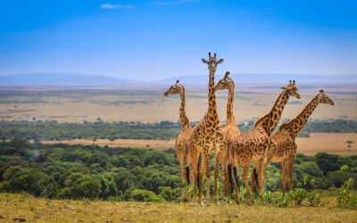 Nairobi and Amboseli Elephant 3-Day Escape